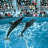 市立しものせき水族館　海響館の画像